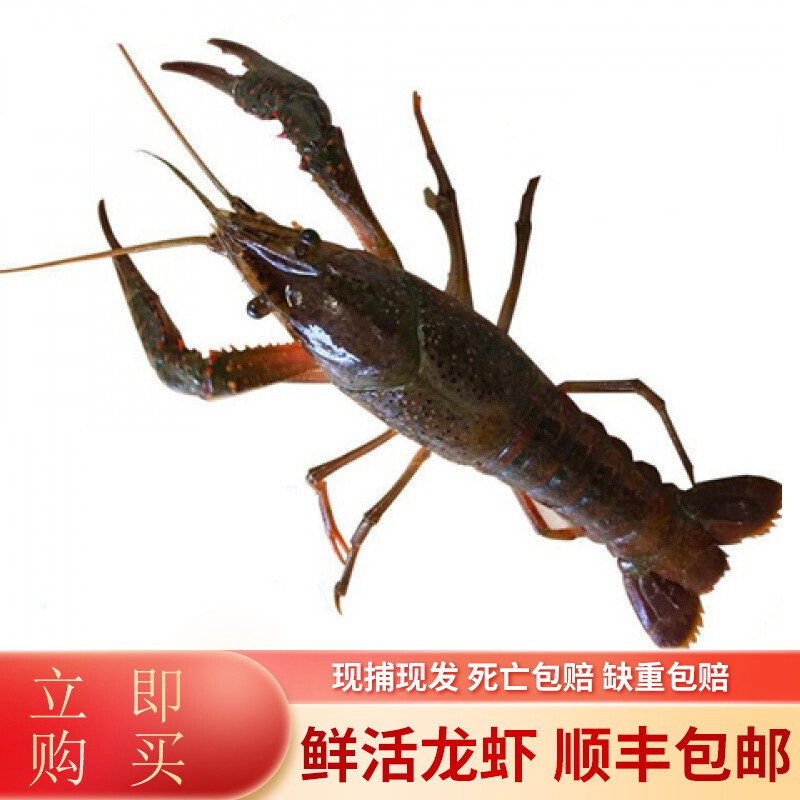 虾嫂 小龙虾鲜活净重10斤 6斤 3斤一两特大活体大虾鲜活新鲜