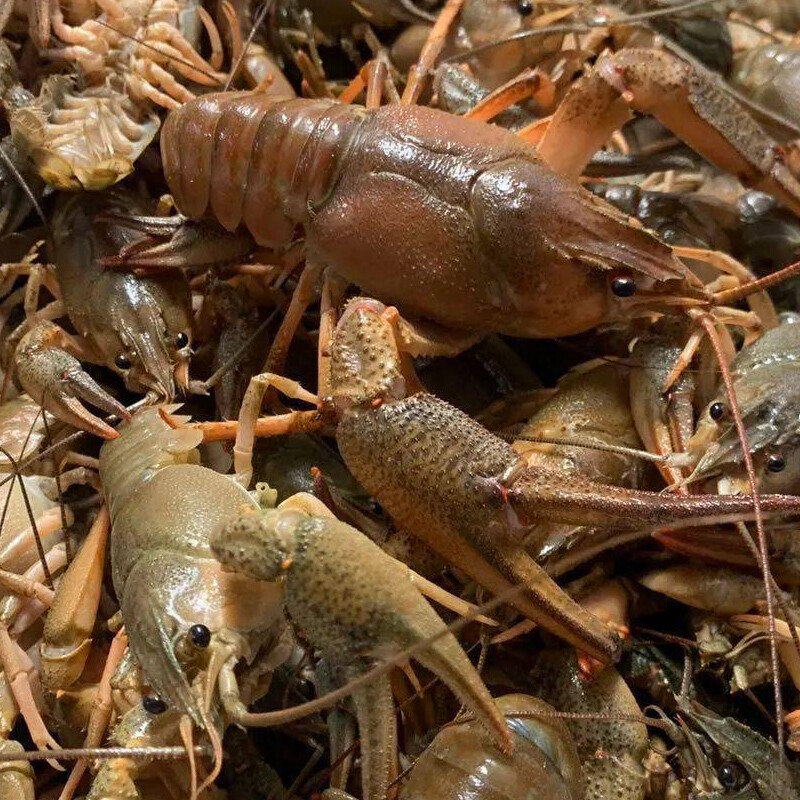 虾嫂 小龙虾鲜活净重6斤一两特大活体大虾鲜活新鲜