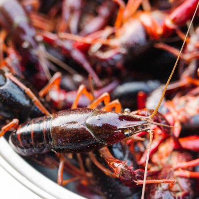 鲜活小龙虾10斤