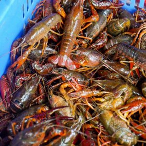 鲜活小龙虾6斤