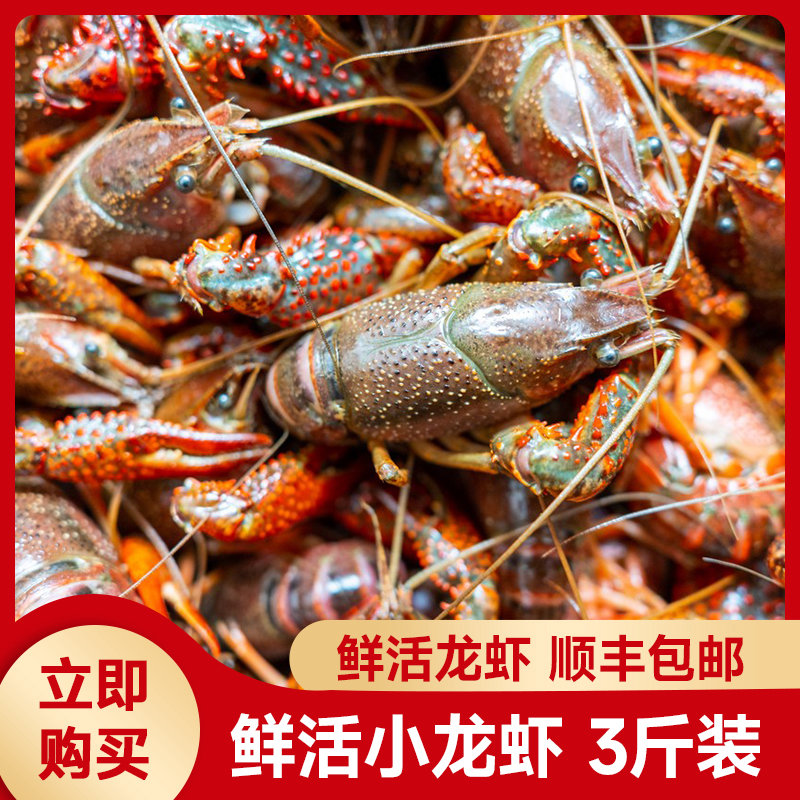 虾嫂 小龙虾鲜活净重3斤一两特大活体大虾鲜活新鲜