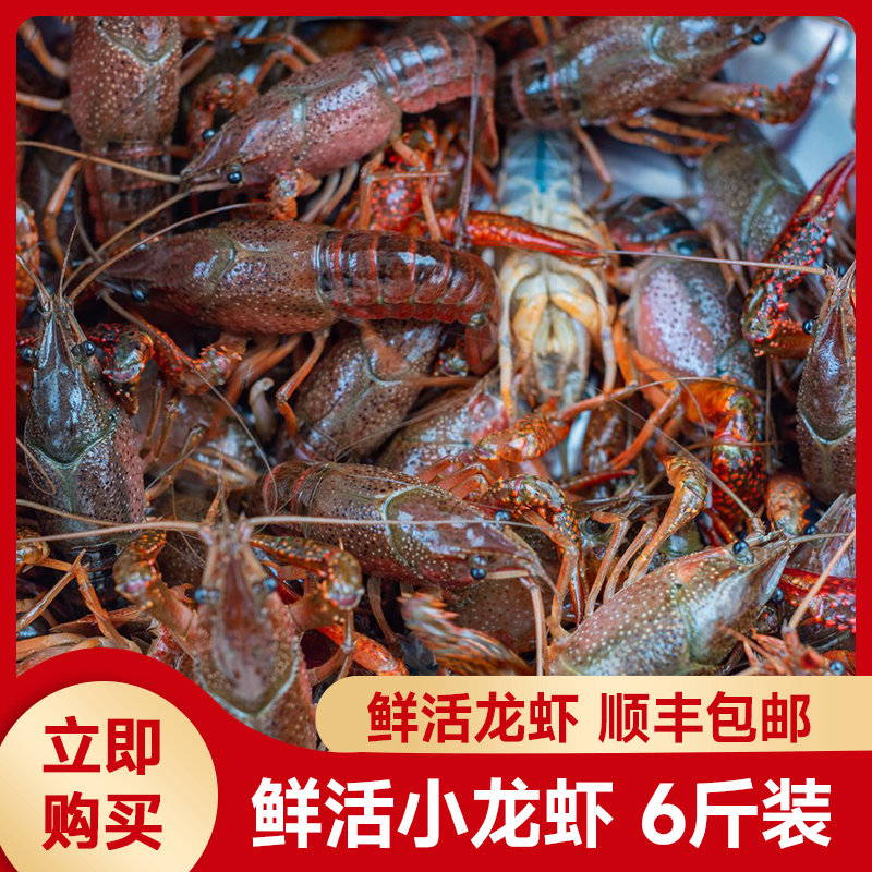 【限量抢购】虾嫂 小龙虾鲜活净重6斤一两特大活体大虾鲜活新鲜