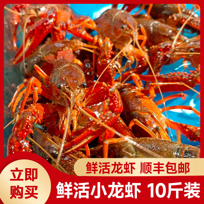 虾嫂 小龙虾鲜活净重10斤一两特大活体大虾鲜活新鲜